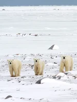 Three polar bears walking over the tundra