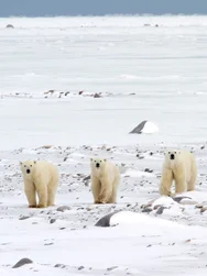 Three polar bears walking over the tundra