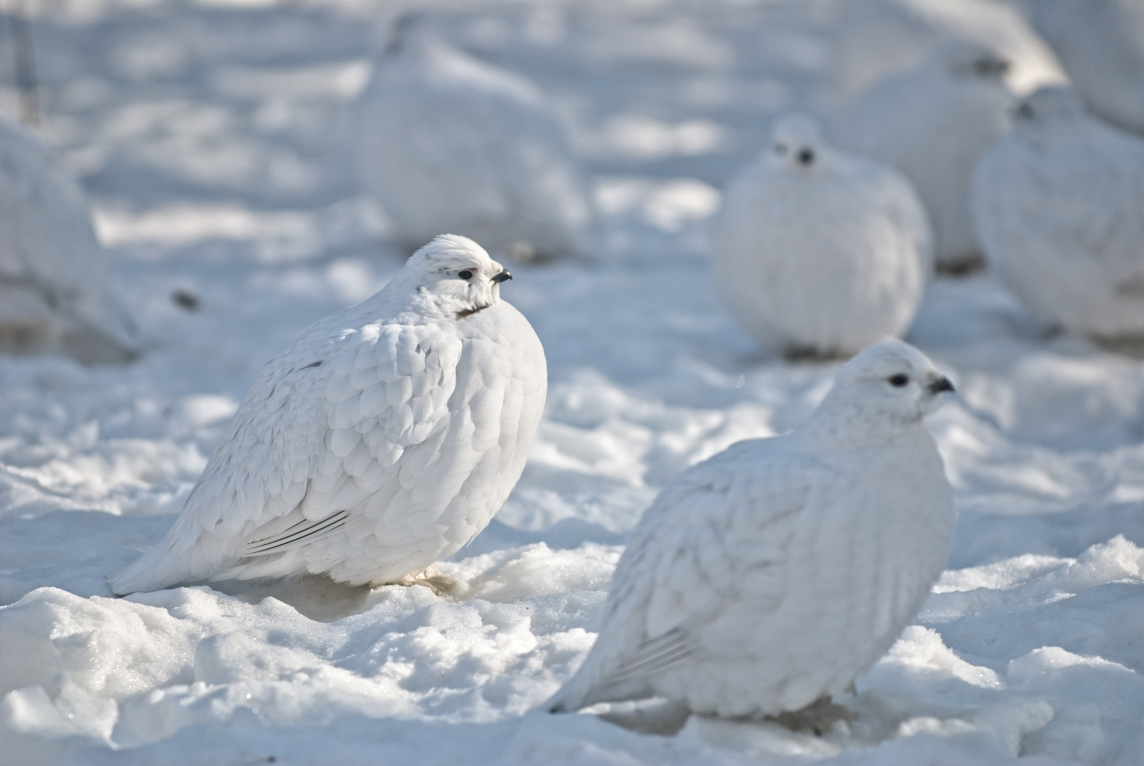 Wild Ptarmigan in the arctic snow