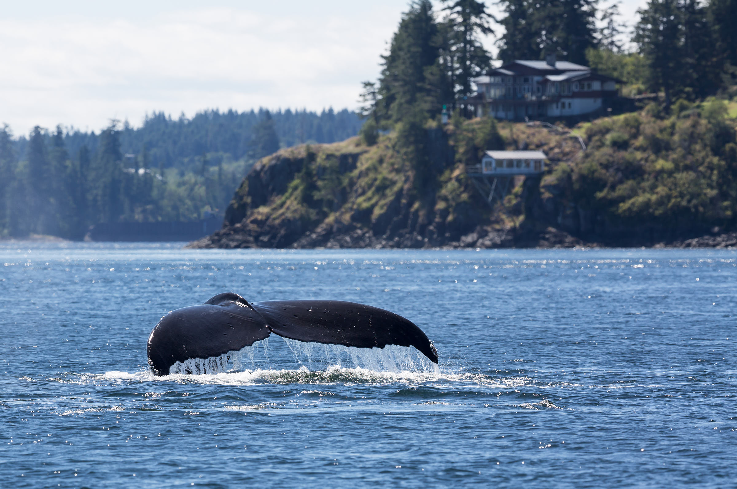 A humpback whale tail out of the water near Campbell River 