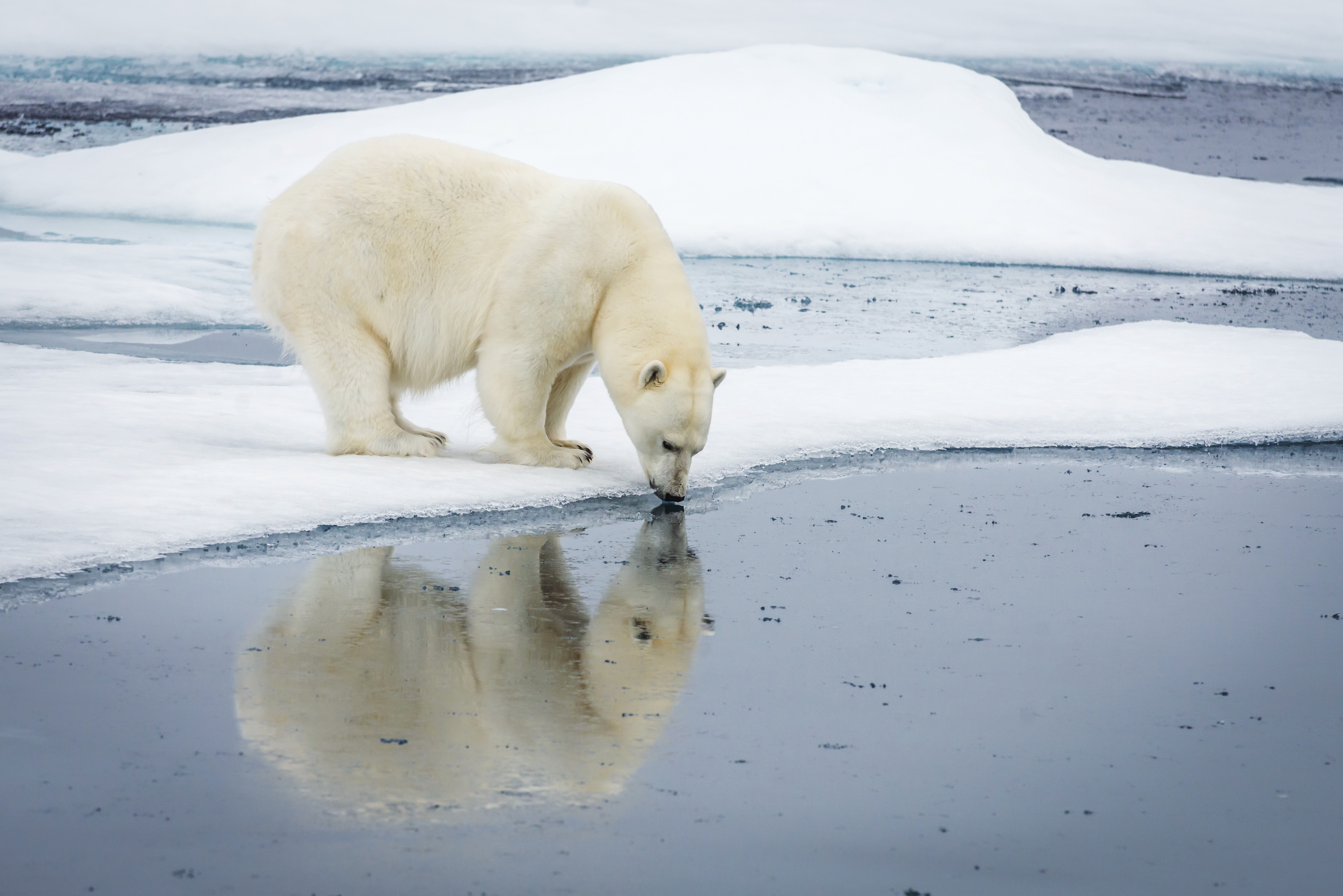 A polar bear standing on thin sea ice drinks water during daytime