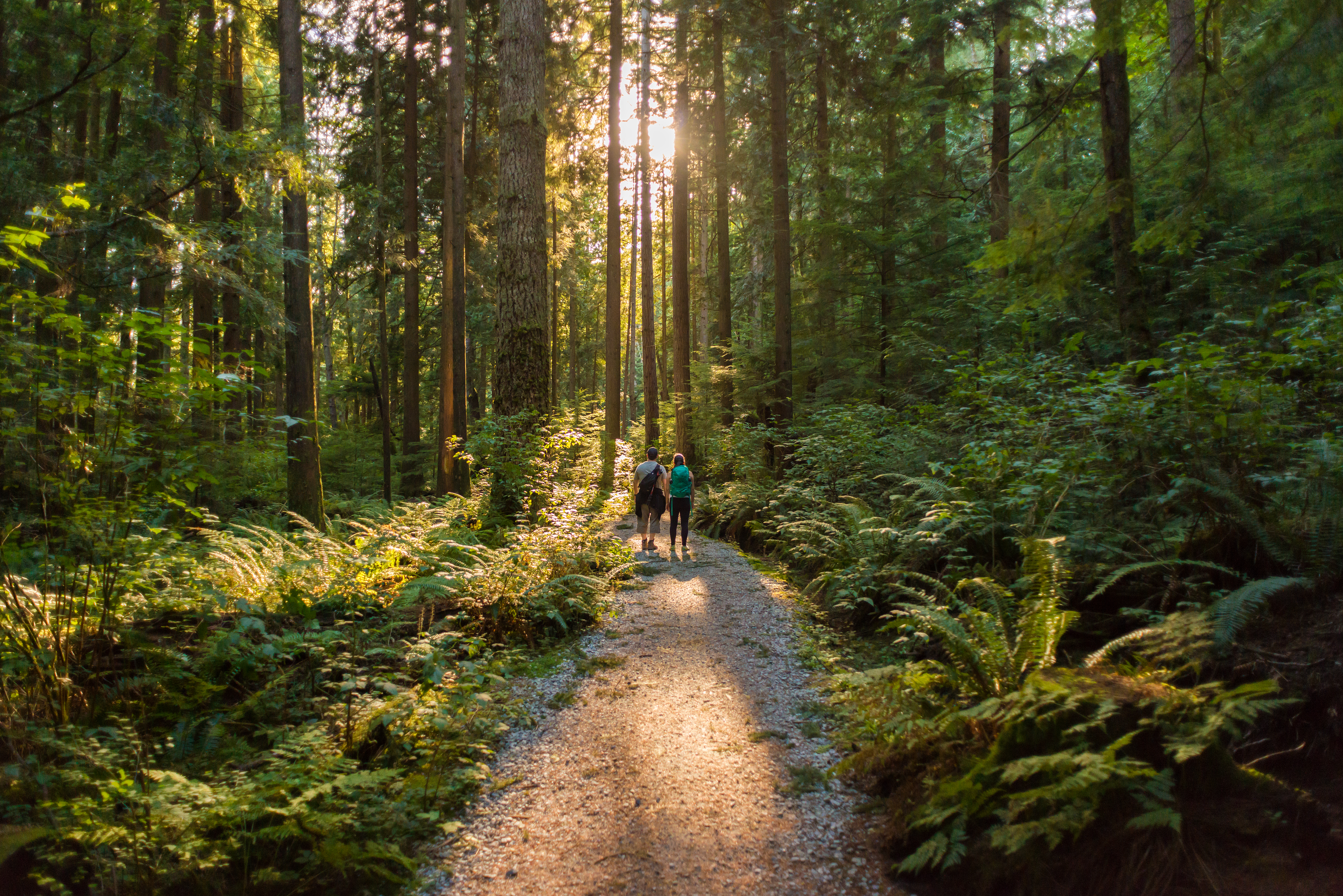 A man and woman on an illuminated hiking trail in the forest with sunshine peeking through tall tree trunks 