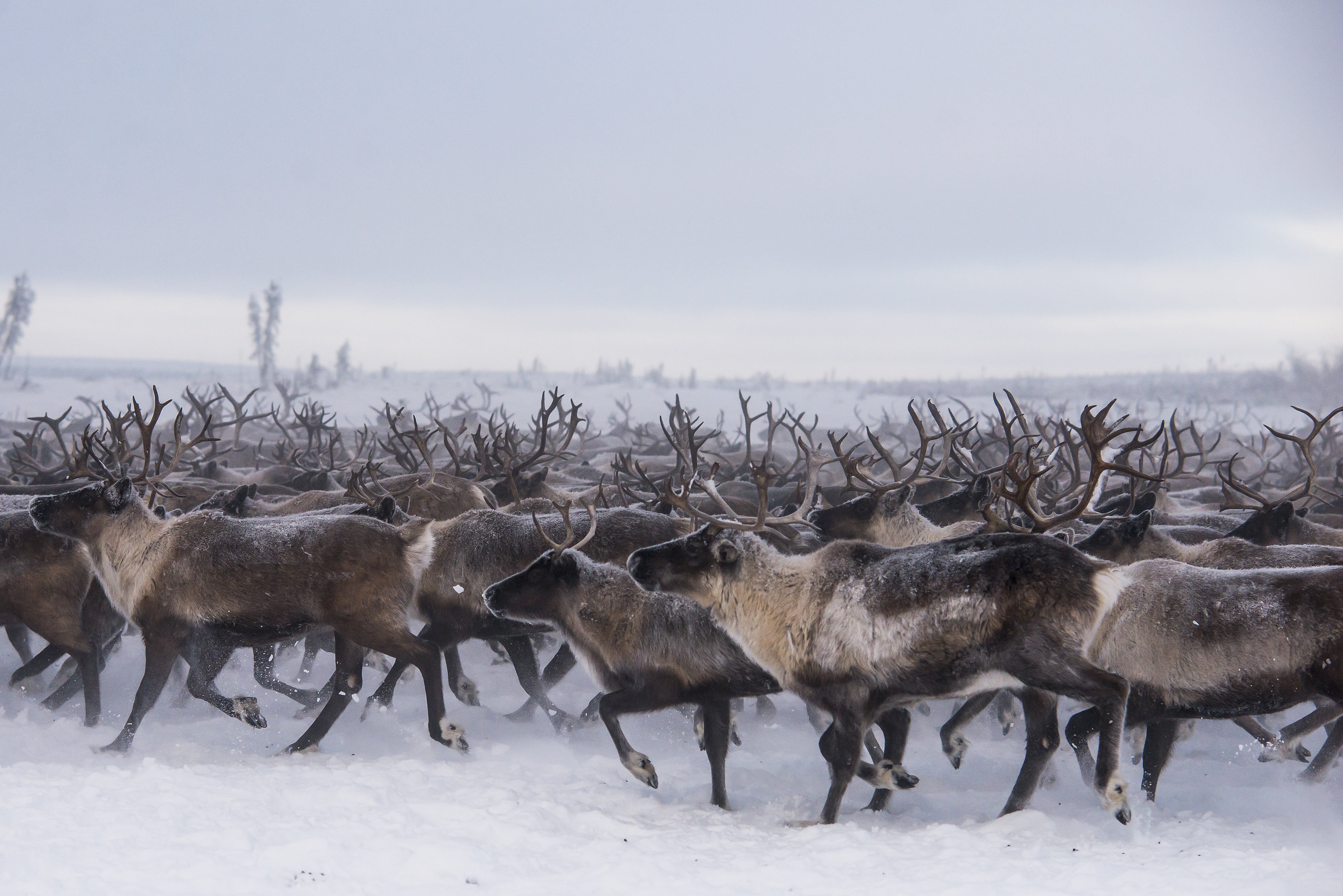 Wild herd of reindeers gallops forward on snow in Northwest Territories
