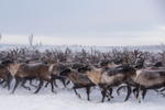 Wild herd of reindeers gallops forward on snow in Northwest Territories