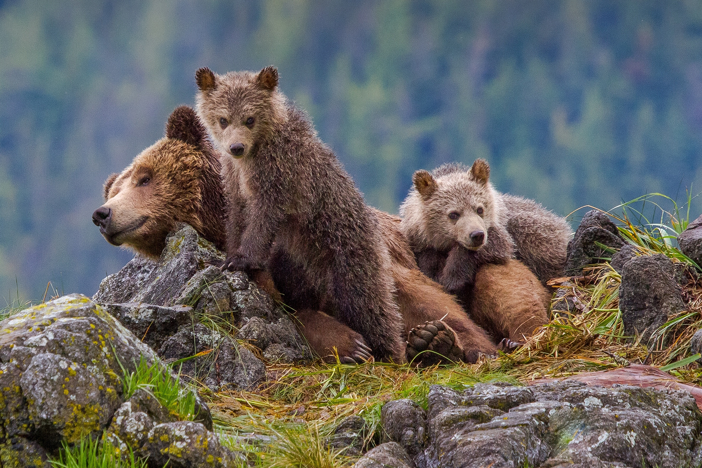 A mother grizzly bear and her cubs sitting on some rocks