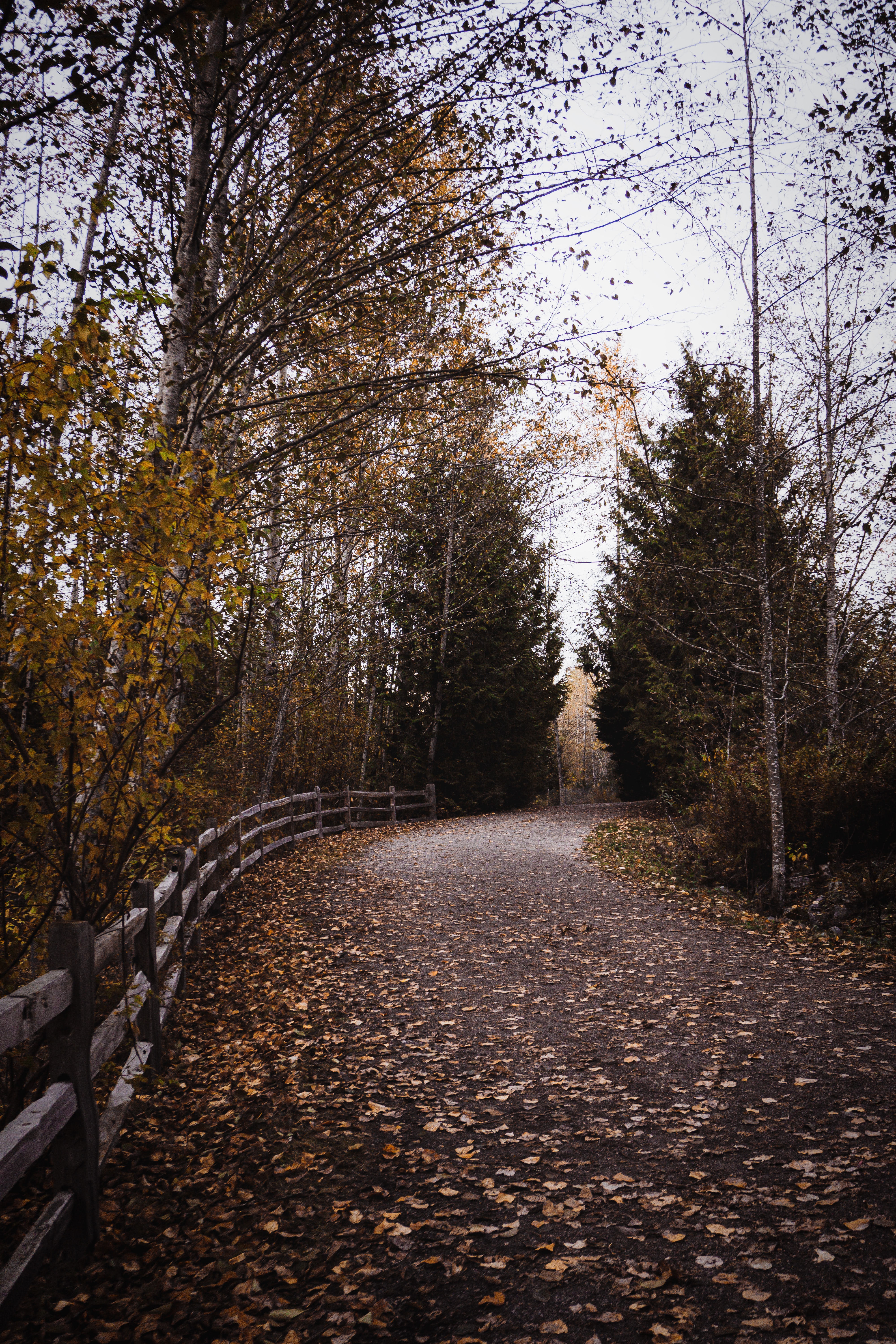 Nature trail in Green Timbers Park in Surrey, British Columbia