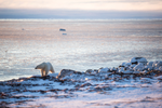 Polar bear walks along the snowy shore of the Hudson Bay
