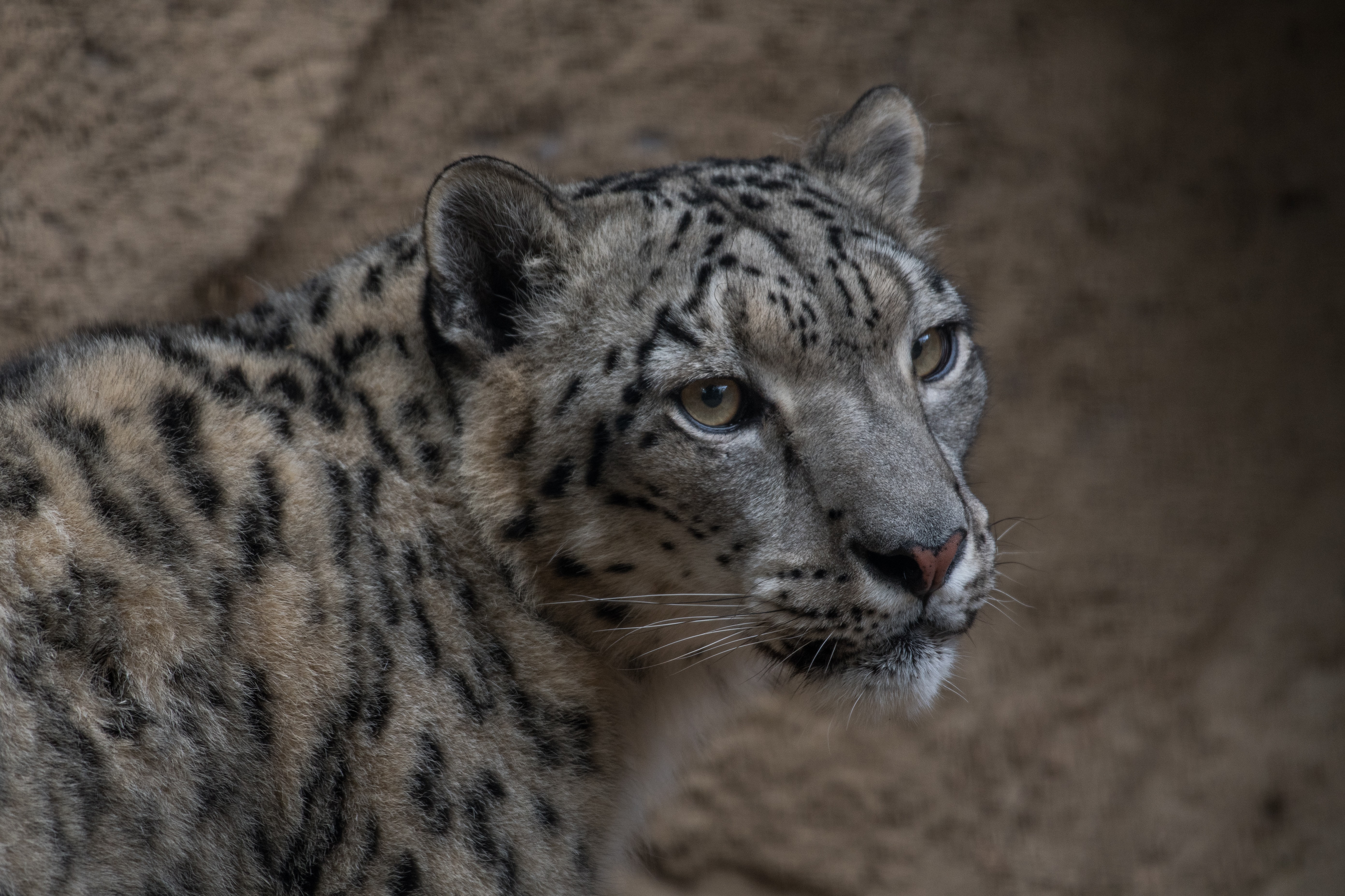 Close up of a Snow Leopard's face