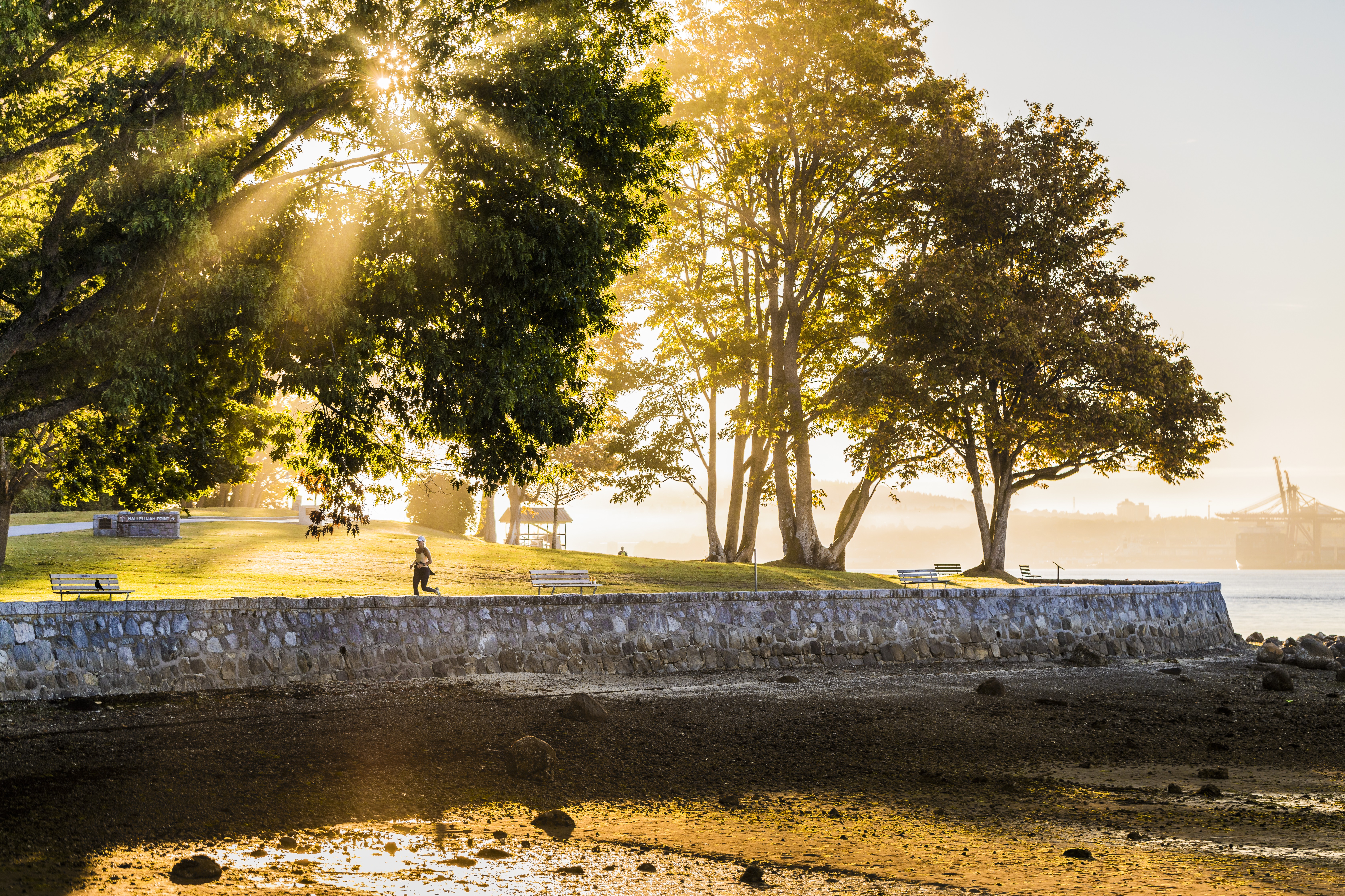 Runner on the Seawall with sunlight shining through the trees