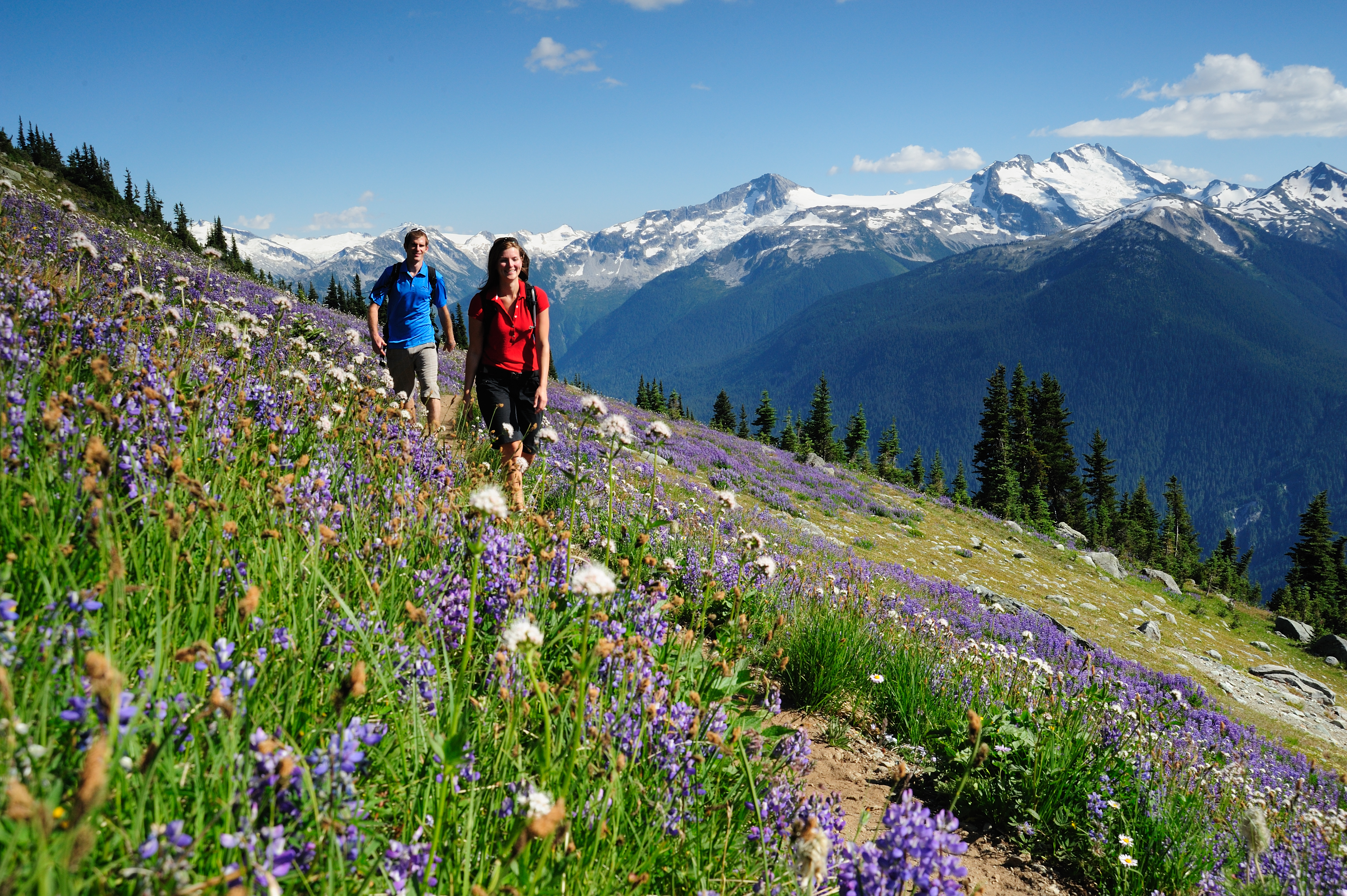 Woman and man hike on alpine trail through wildflowers, Whistler