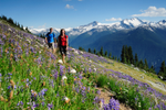 Woman and man hike on alpine trail through wildflowers, Whistler