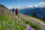 Woman and man hike on alpine trail through wildflowers, Whistler