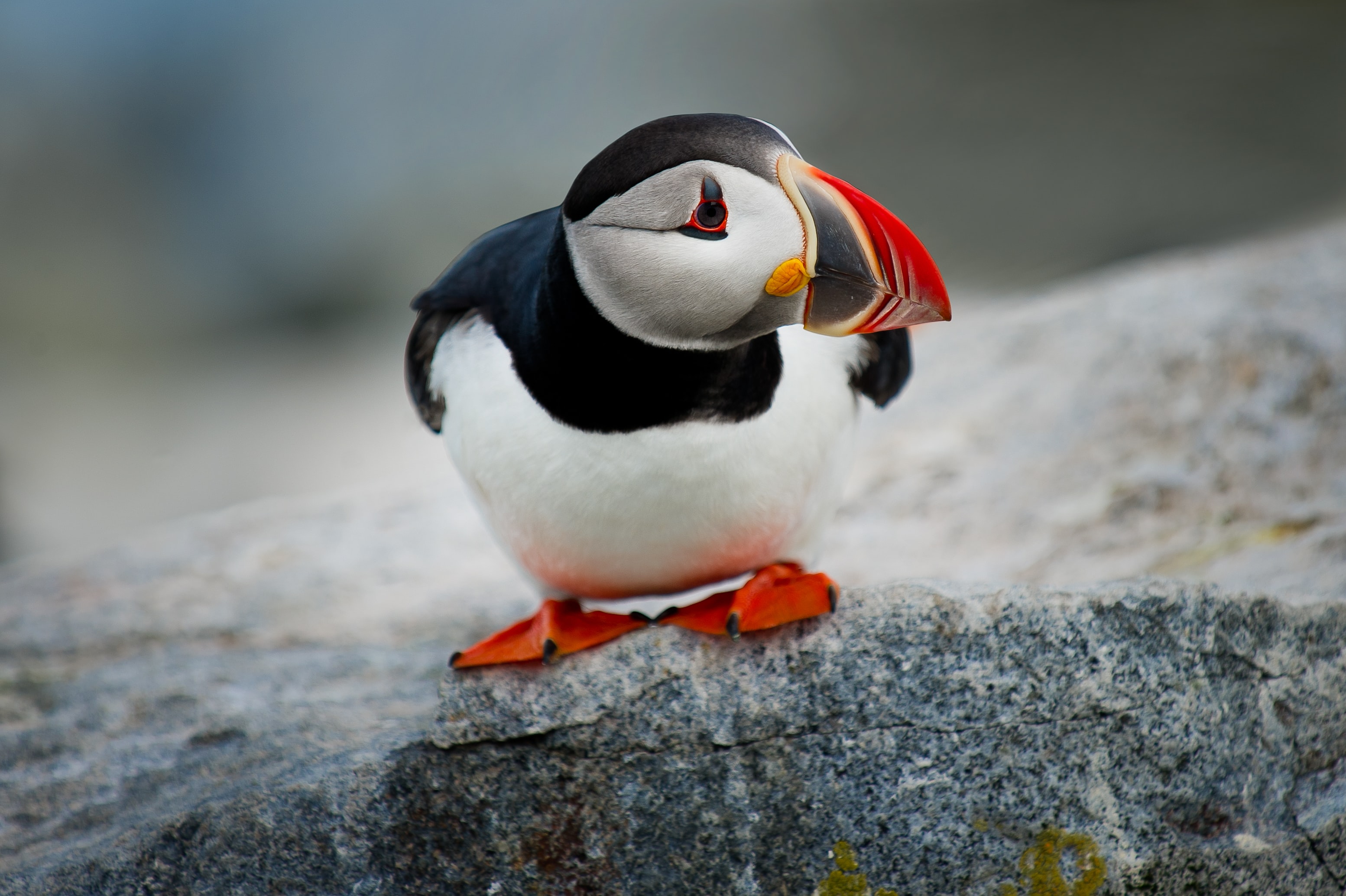 Close up of an Atlantic Puffin sitting on a rock