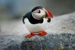 Atlantic Puffin perches on the edge of a rock in soft overcast light on Machias Seal Island