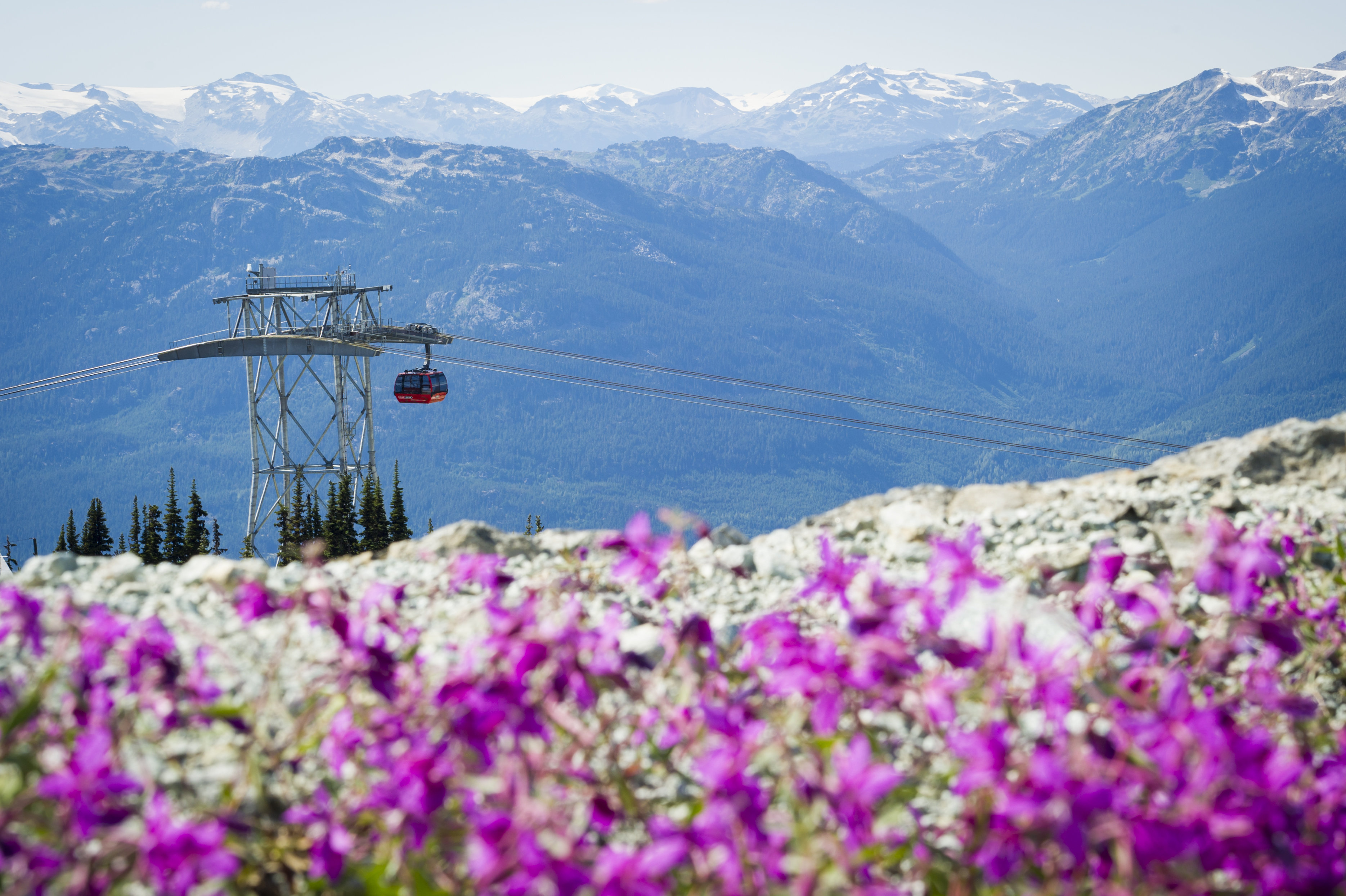 Flowers in Whisler mountains