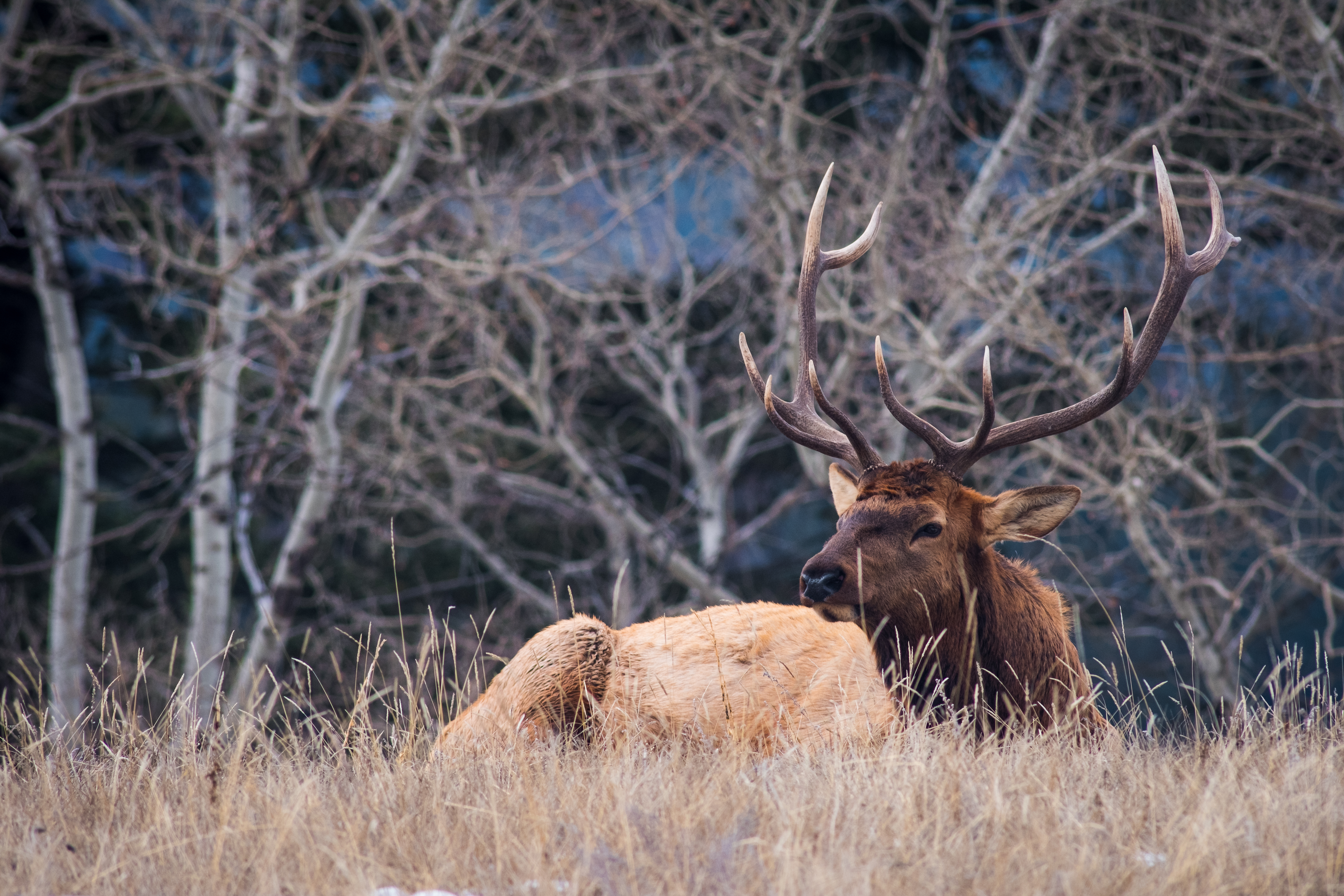 Elk sitting on a grassy field