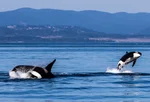 Two Orcas breaching close-up