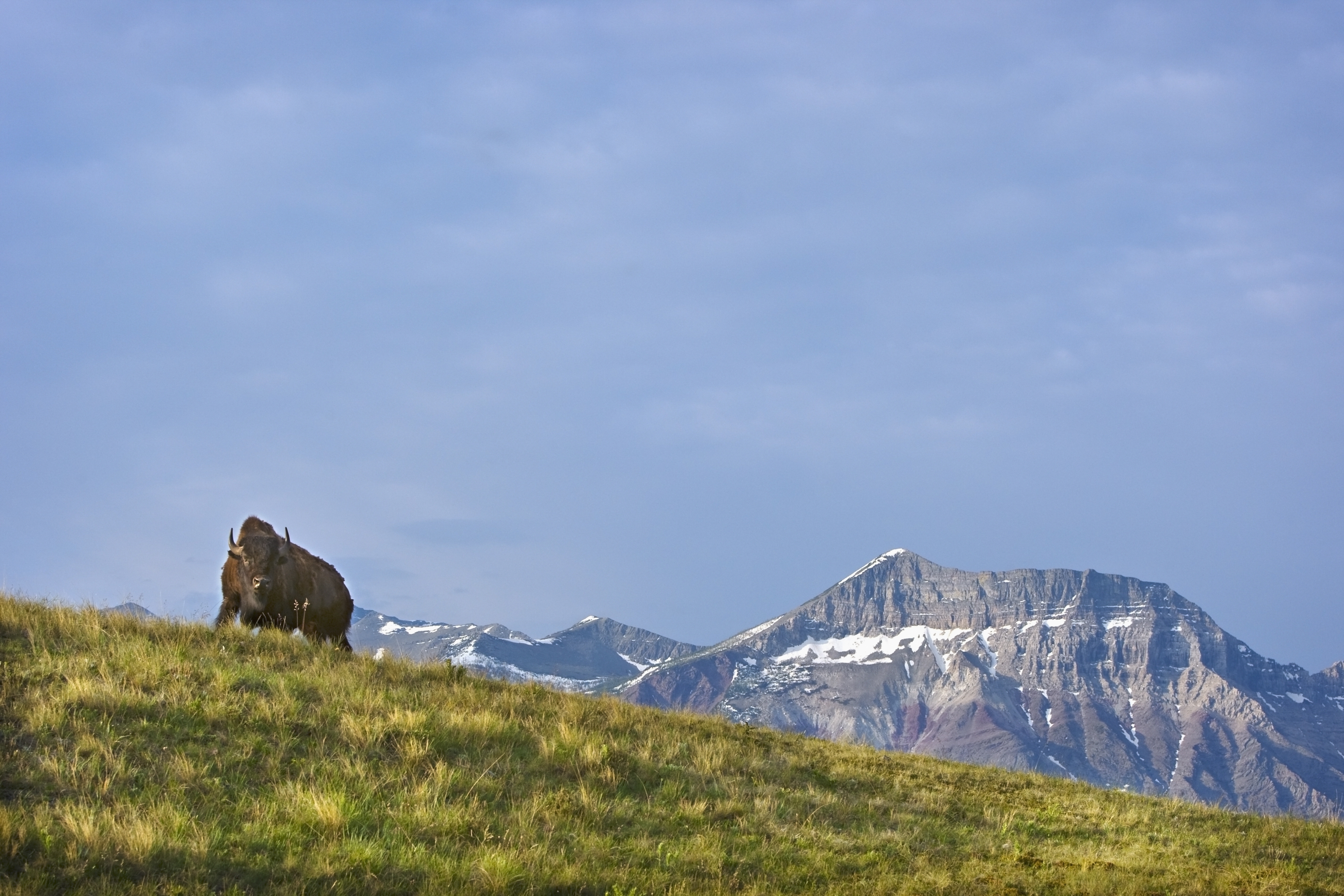 Bison At Waterton National Park with mountains in the background