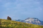 Bison At Waterton National Park With Mountains In The Background