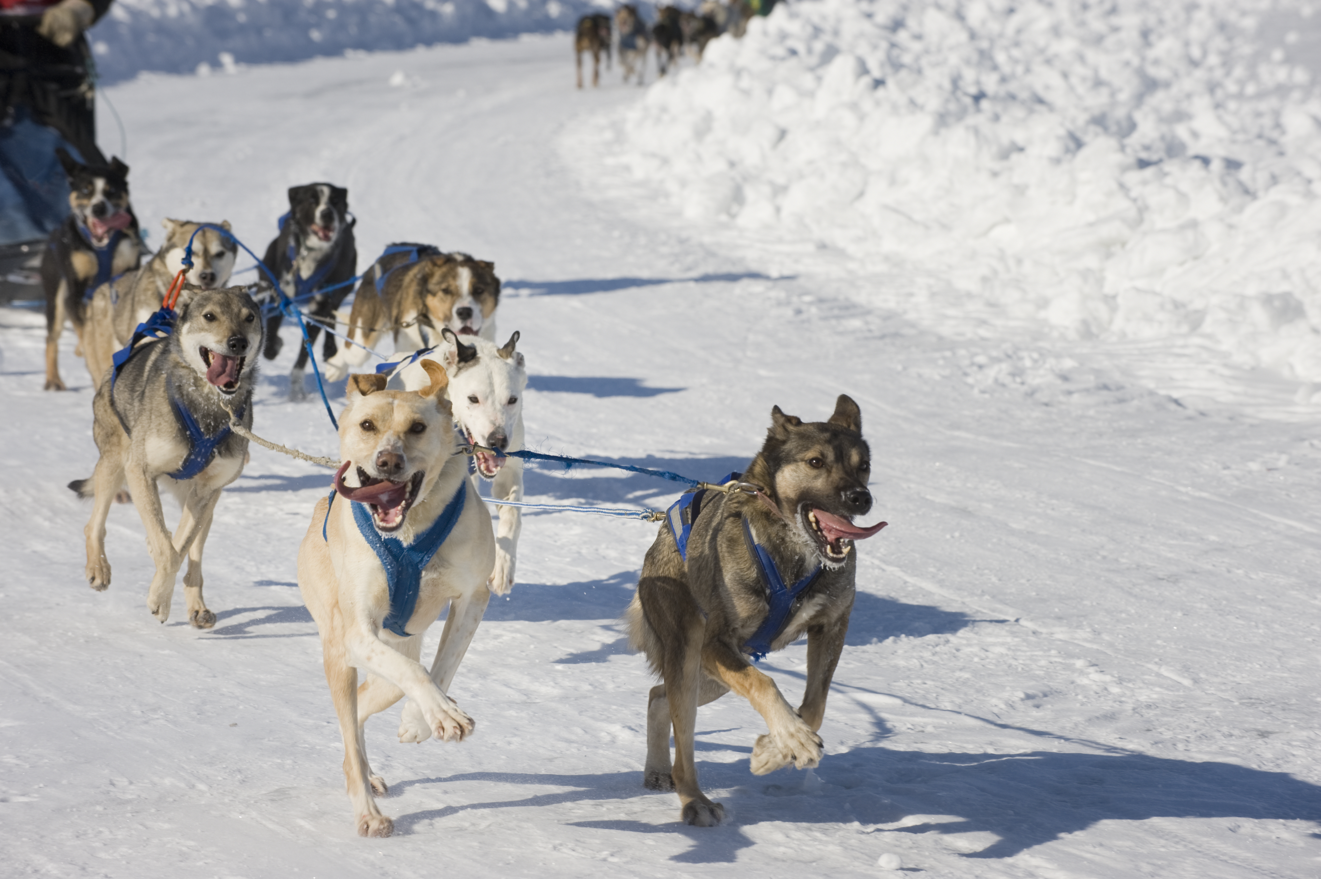 Lead dogs in a dogsled race, captured in mid-stride and working cohesively as a team, racing across the frozen expanse of Great Slave Lake in Canada's Arctic region