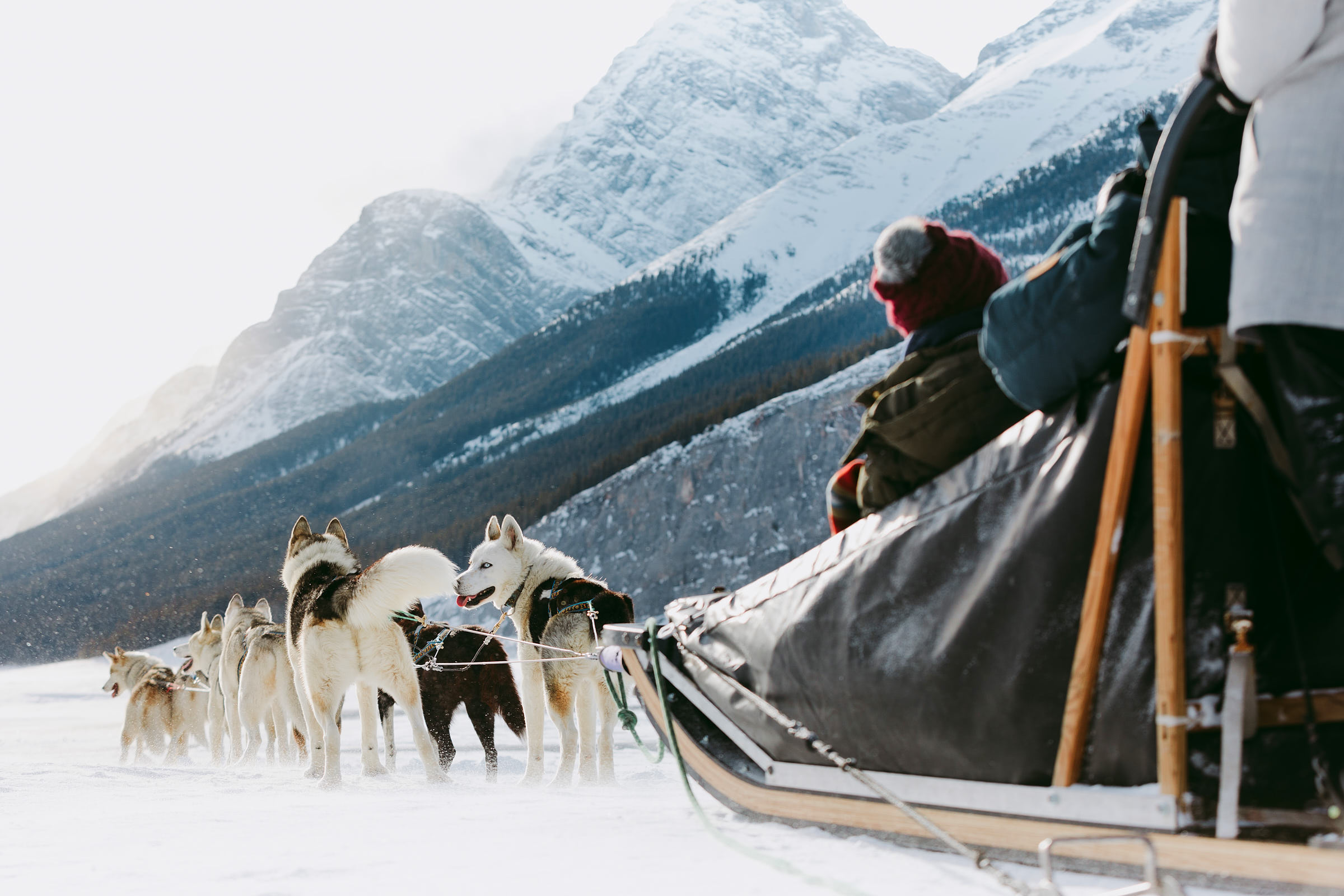 Dogsledding in Kananaskis