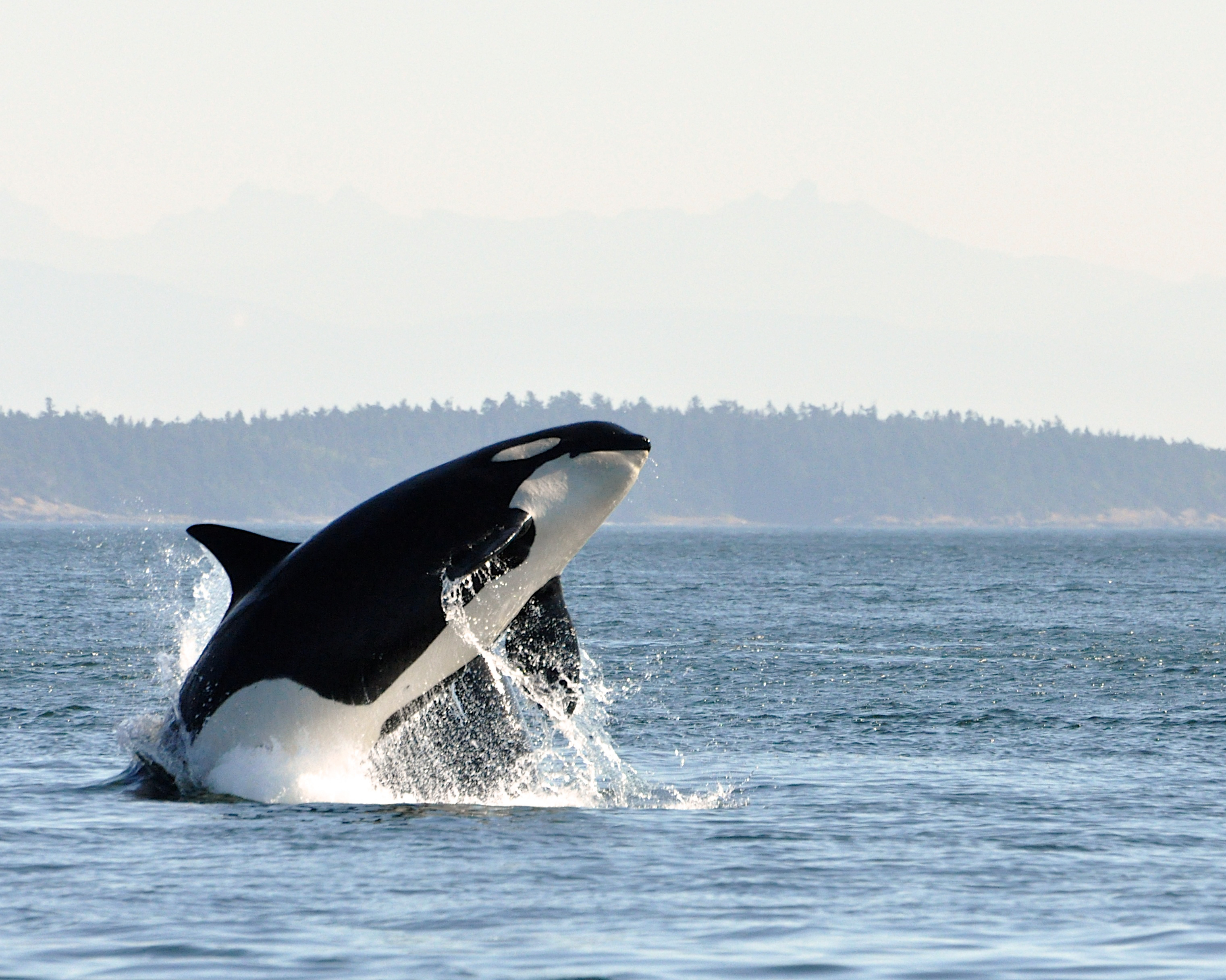 Killer whale leaping out of sea with foggy background of mountains and trees.