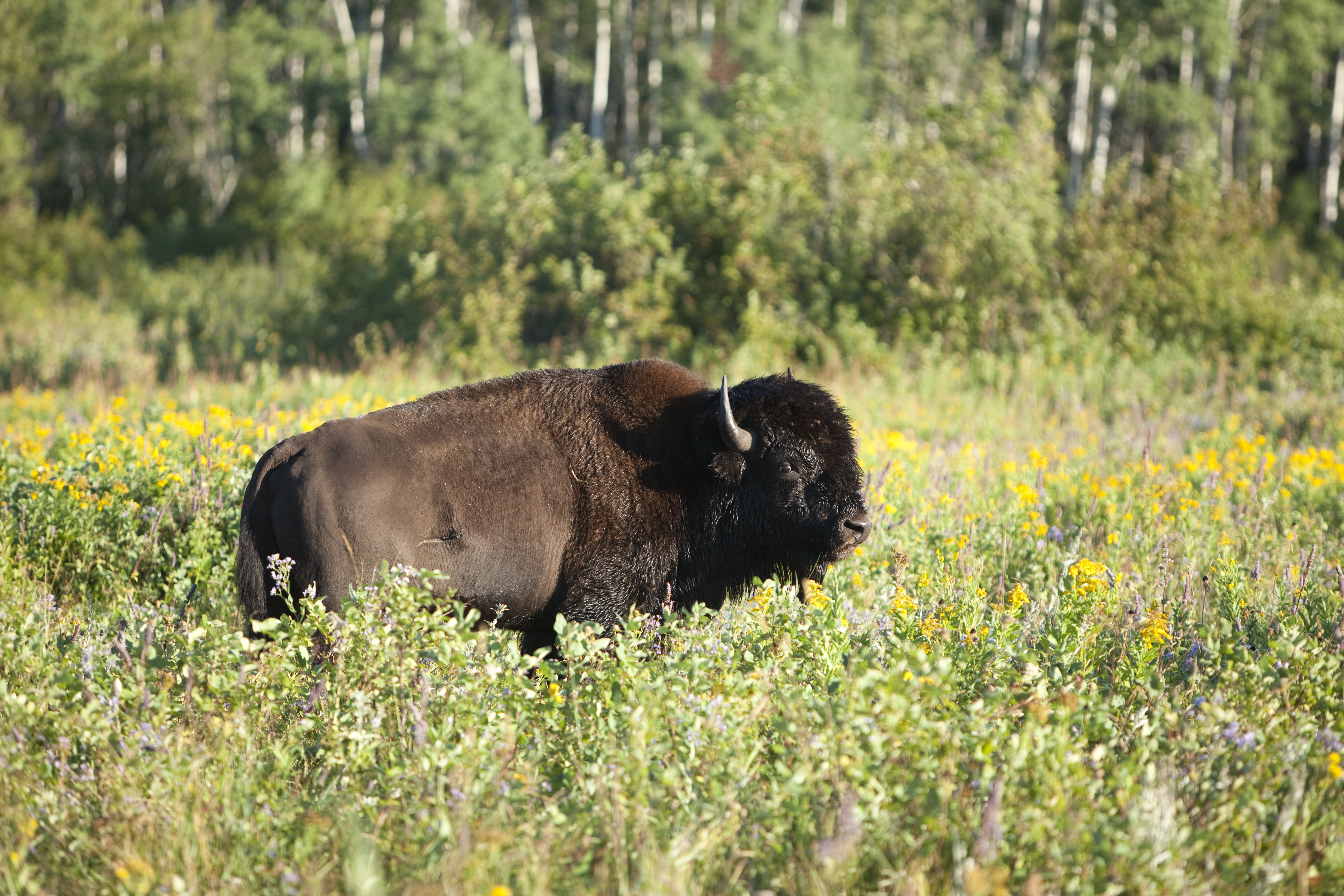 Plains bison with dark brown coat in Riding Mountain National Park's Lake Audy Bison Enclosure prairie in Manitoba