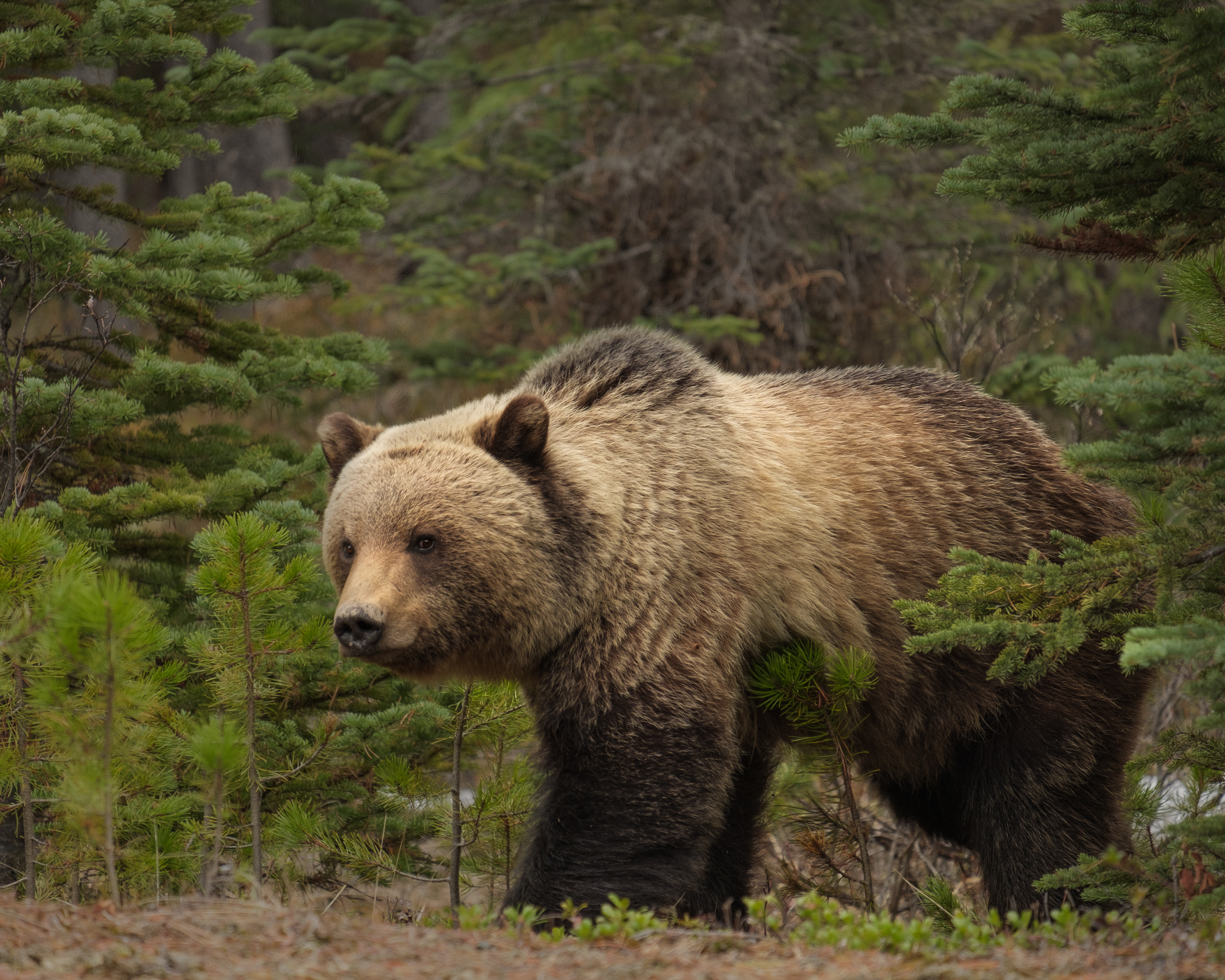 Close up of a large grizzly bear walking through the forest 