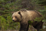 Close up of a large grizzly bear walking through the forest 