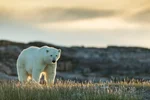 Polar bear stand in the grass in sunset in Northern Canada