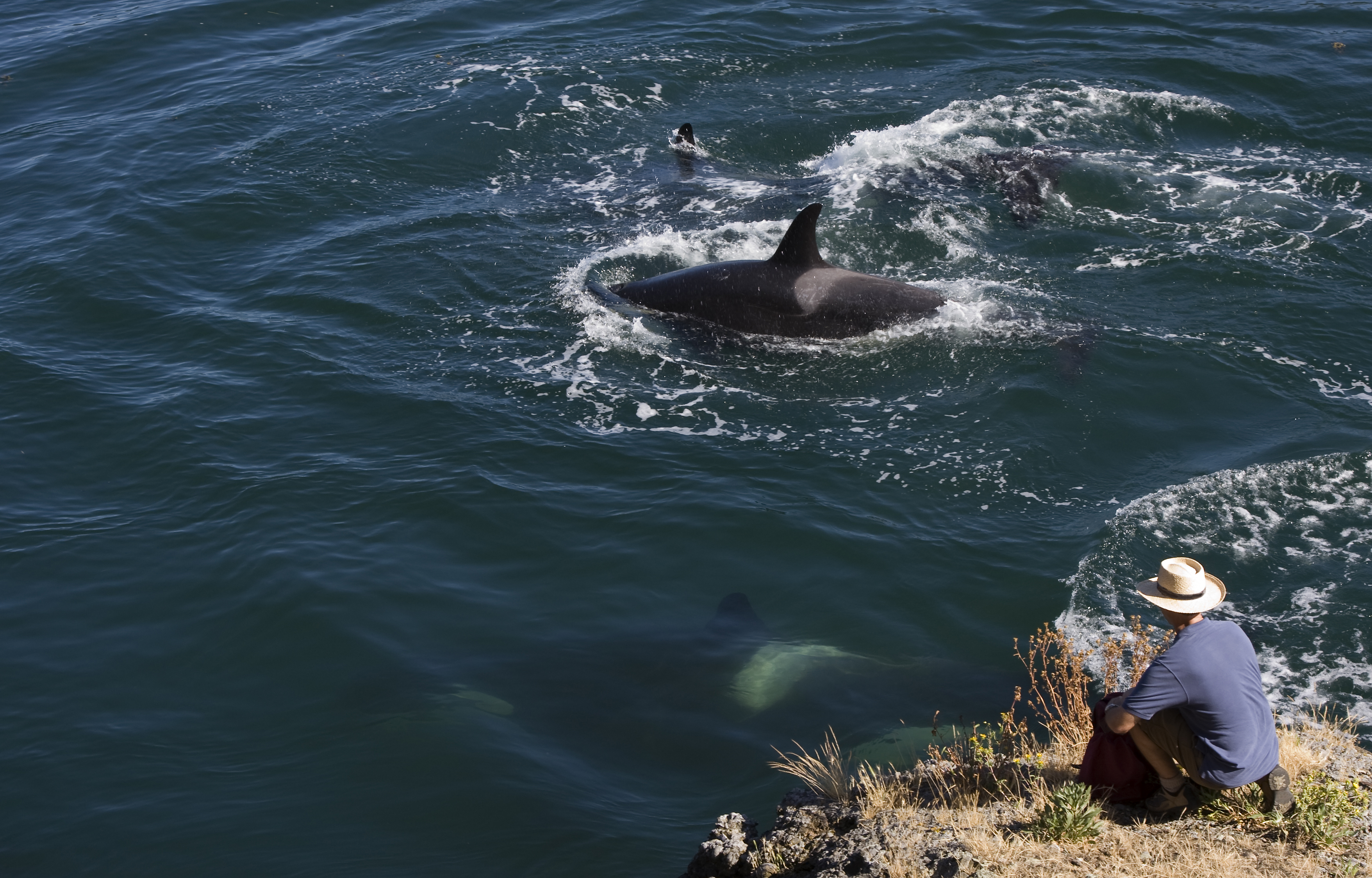 Three orcas swim past a person sitting on the shore