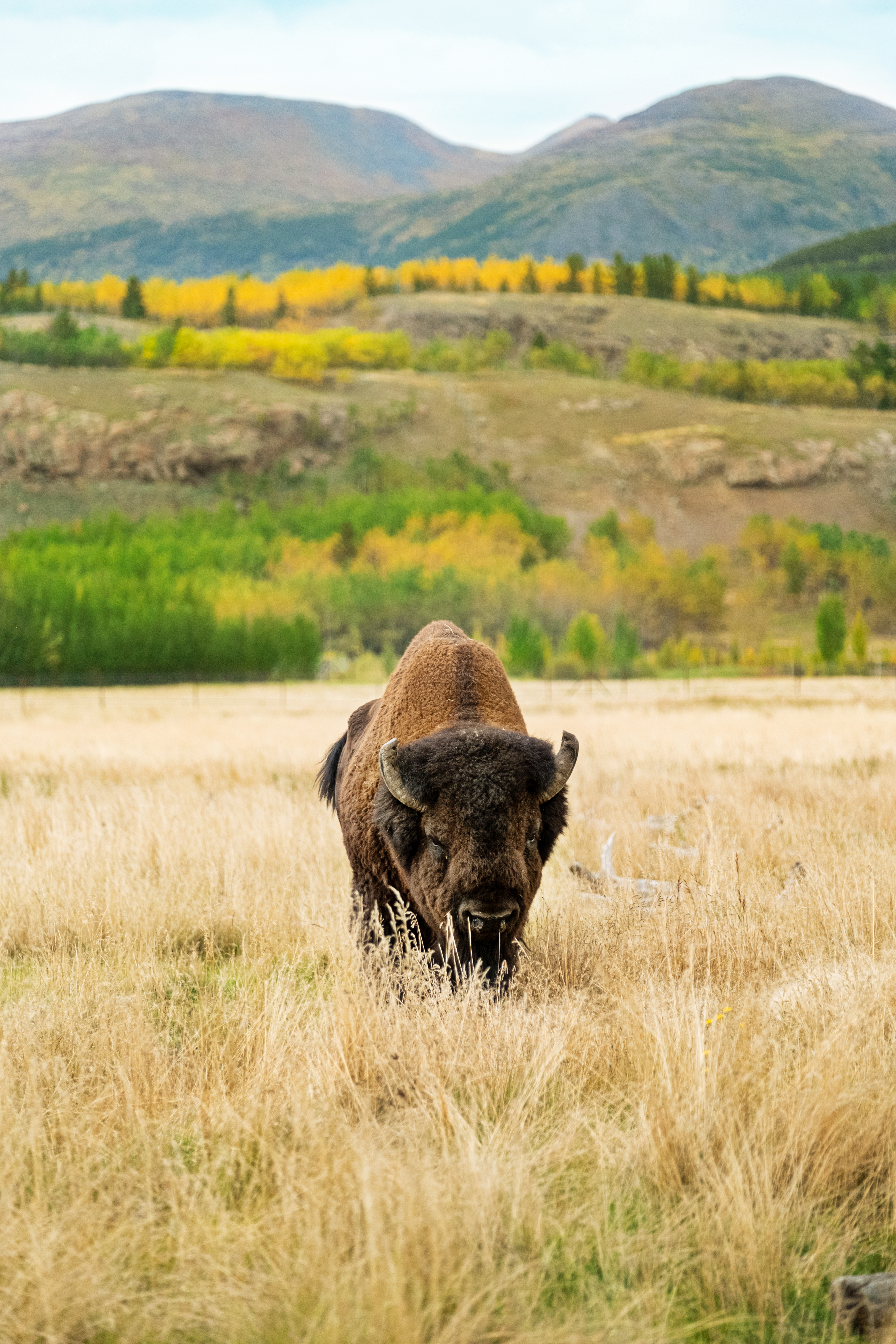 A large wood bison walks through grasslands in Yukon Wildlife Preserve