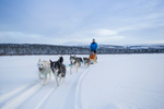 Dog sledding at Ski High Wilderness Ranch on fresh snow with team of Huskies in pristine landscape of Whitehorse, Yukon