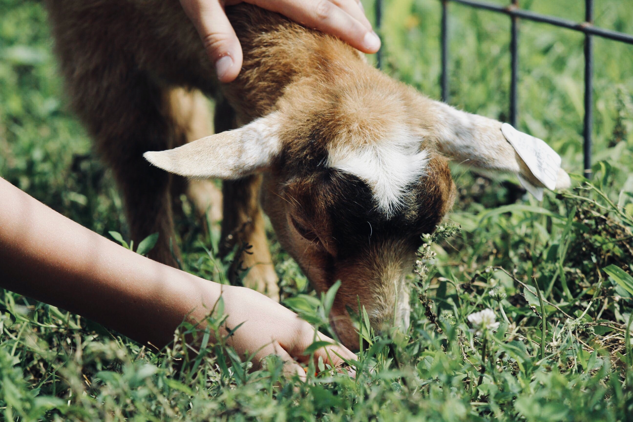 a person feeding a baby goat