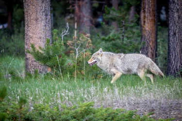 Coyote running through the woods