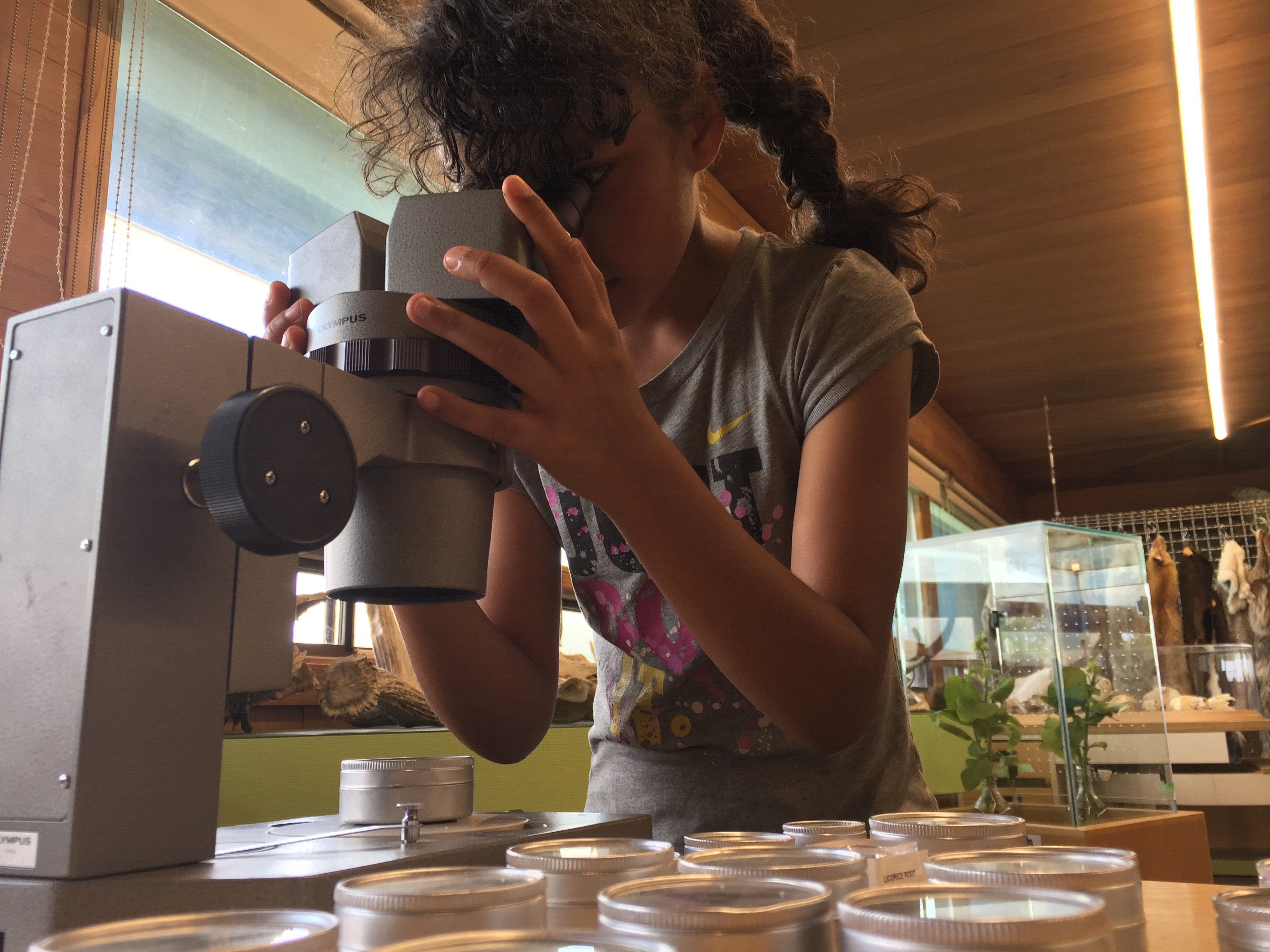 A child looks through a microscope in the Living Prairie Museum interpretive centre