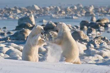 Two polar bears fighting in the arctic in Churchill