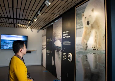Man in a yellow shirt looking at a presentation on polar bears in a museum