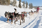 Sled dogs run through snowy landscape during daytime