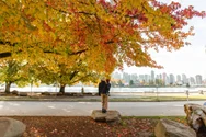 Stanley Park in the fall.