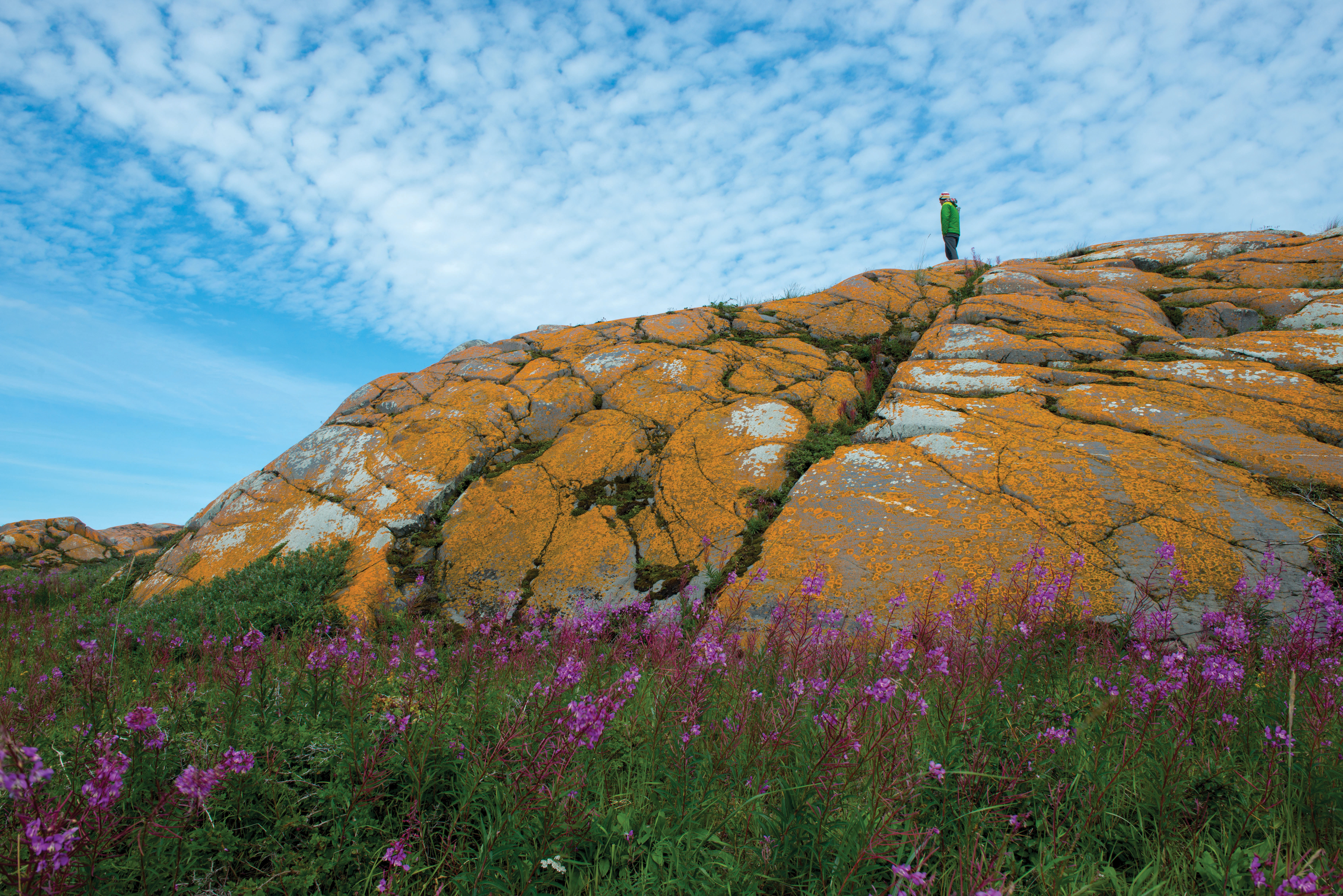 Person standing on top of a large rocky hill with purple wildflowers below.