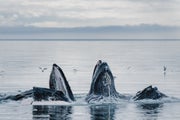 Three whales emerging from water in a bubble feeding formation.