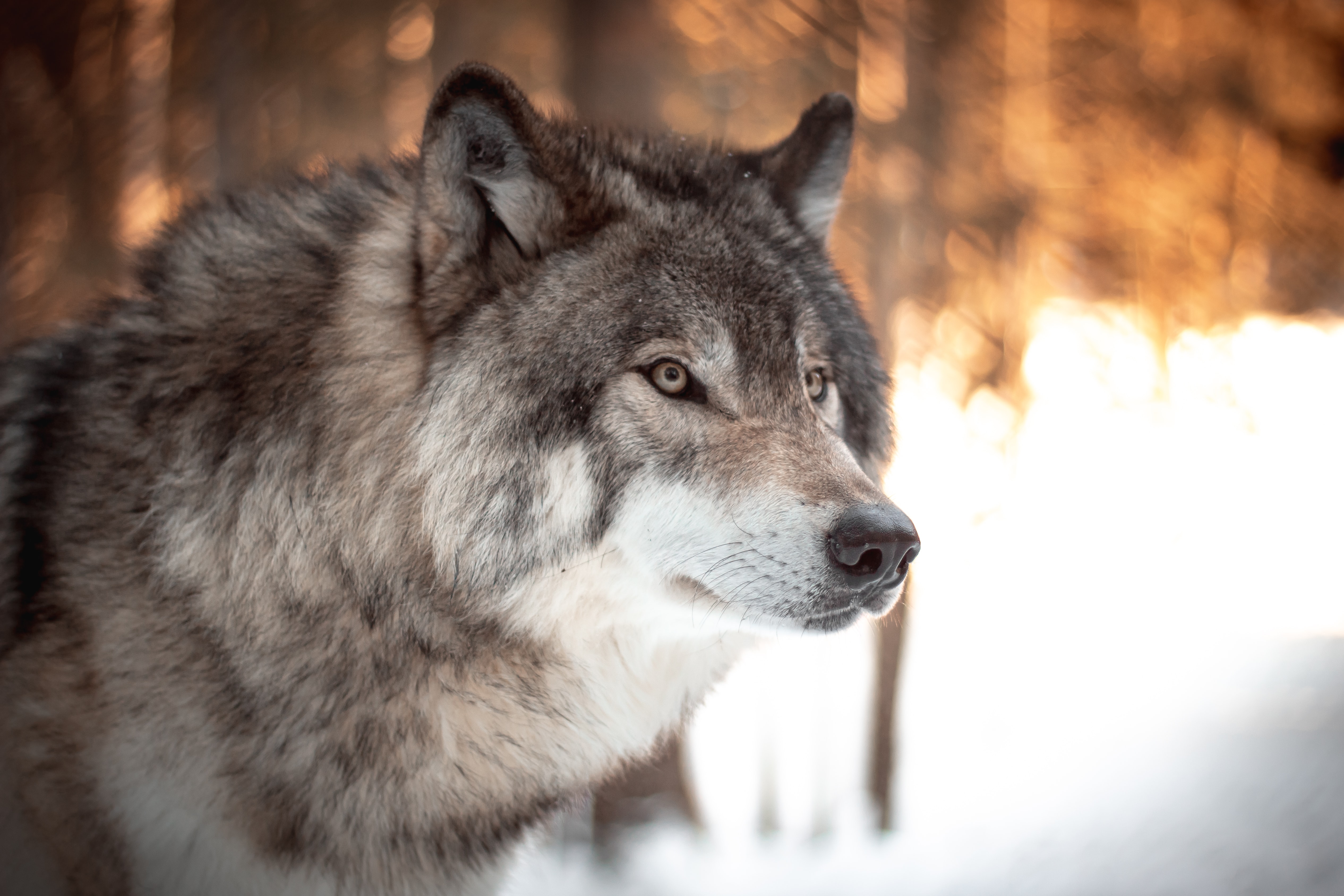 Close up of a grey wolf’s face during winter in Quebec