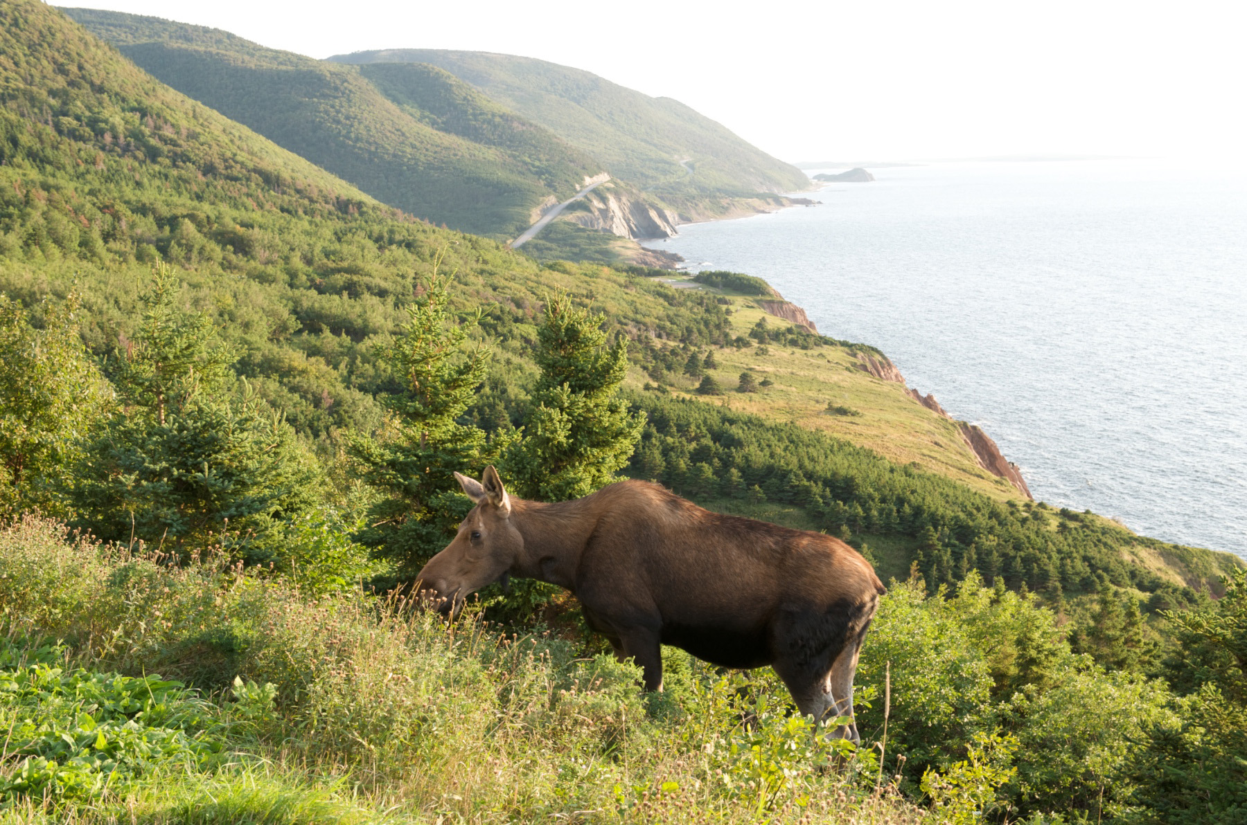 female moose browes on leaves at a lookoff on the Cabot Trail in Cape Breton Highlands National Park
