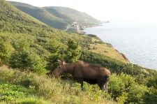 female moose browes on leaves at a lookoff on the Cabot Trail in Cape Breton Highlands National Park