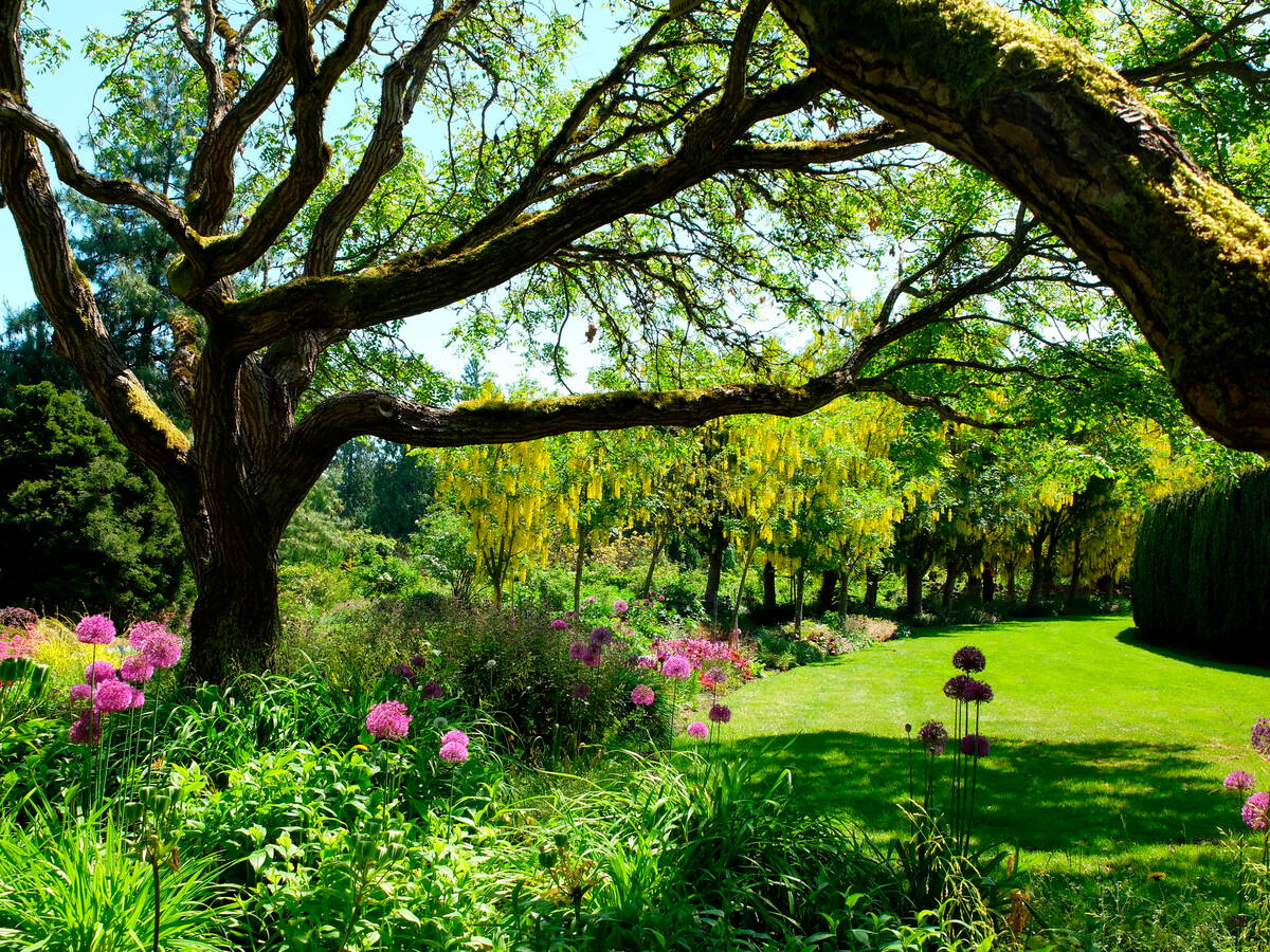 Pink flowers, laburnum trees and manicured gardens at VanDusen Botanical Garden