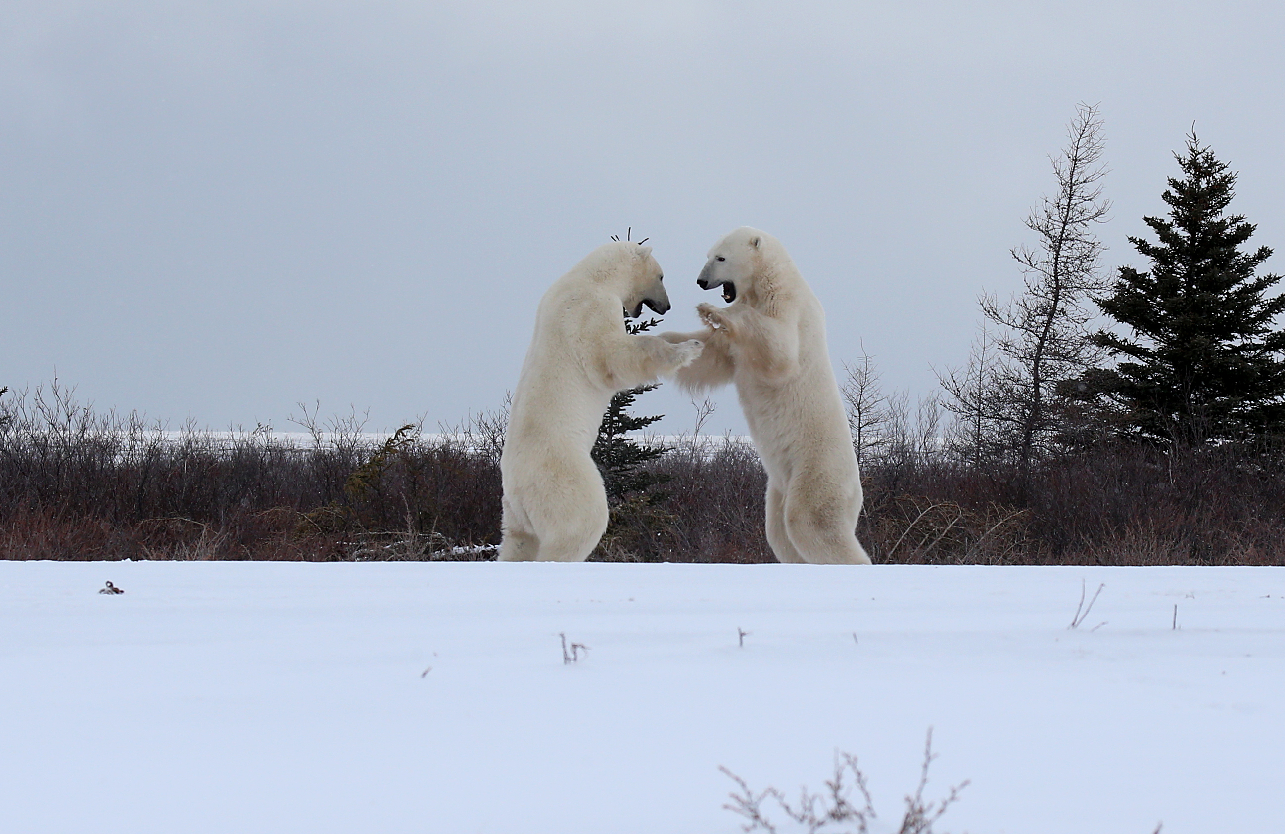 Polar bears sparring in the snow