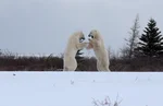 Polar bears sparring in the snow
