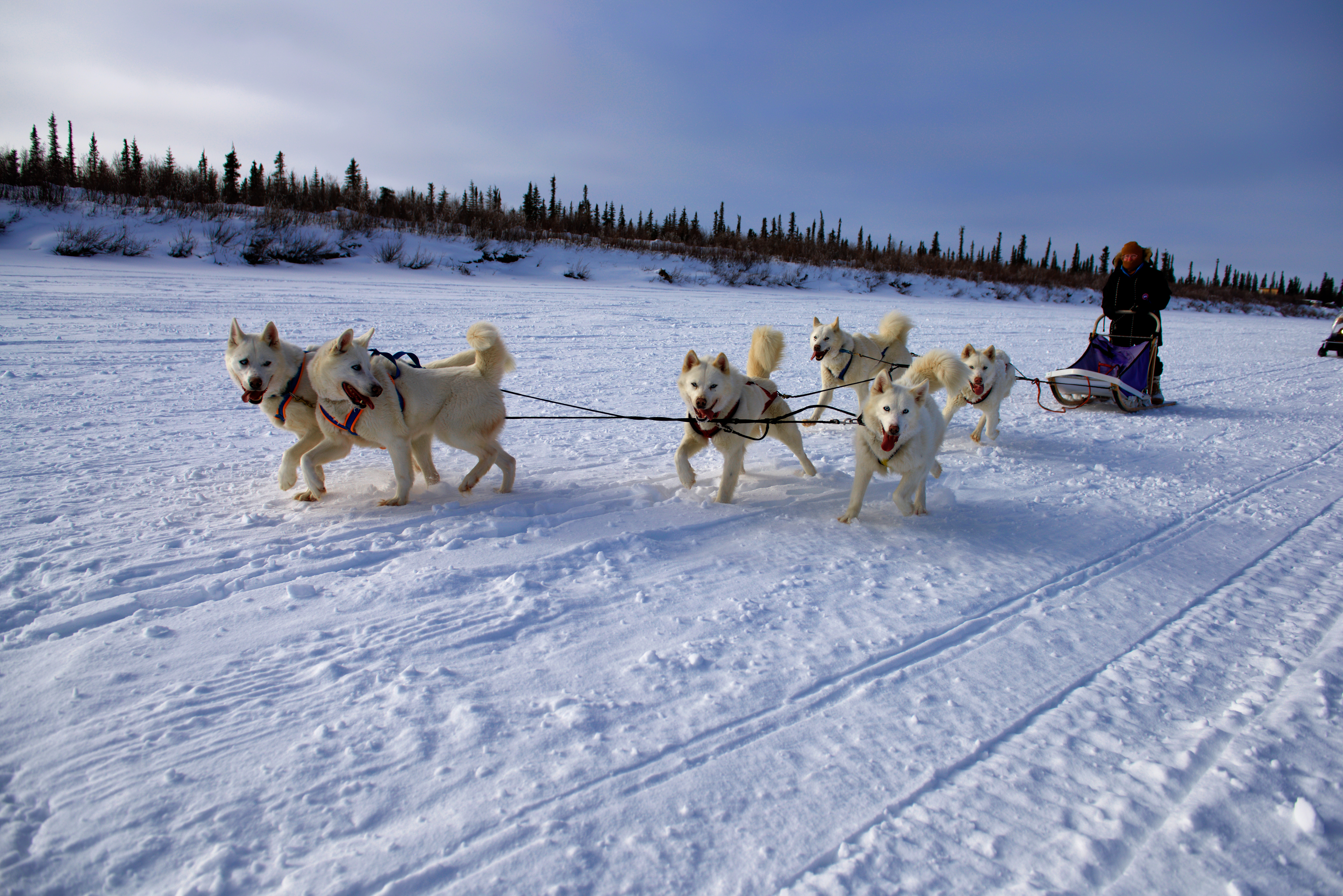 Dogsledding
