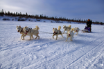 Dog sledding on snowy and open terrain near trees in Northwest Territories, Canada